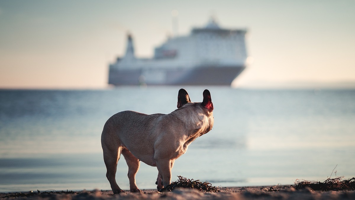 Illustration : "Un malentendu autour des passeports de ses chiens coûte 600 euros à un propriétaire britannique qui revenait en France"