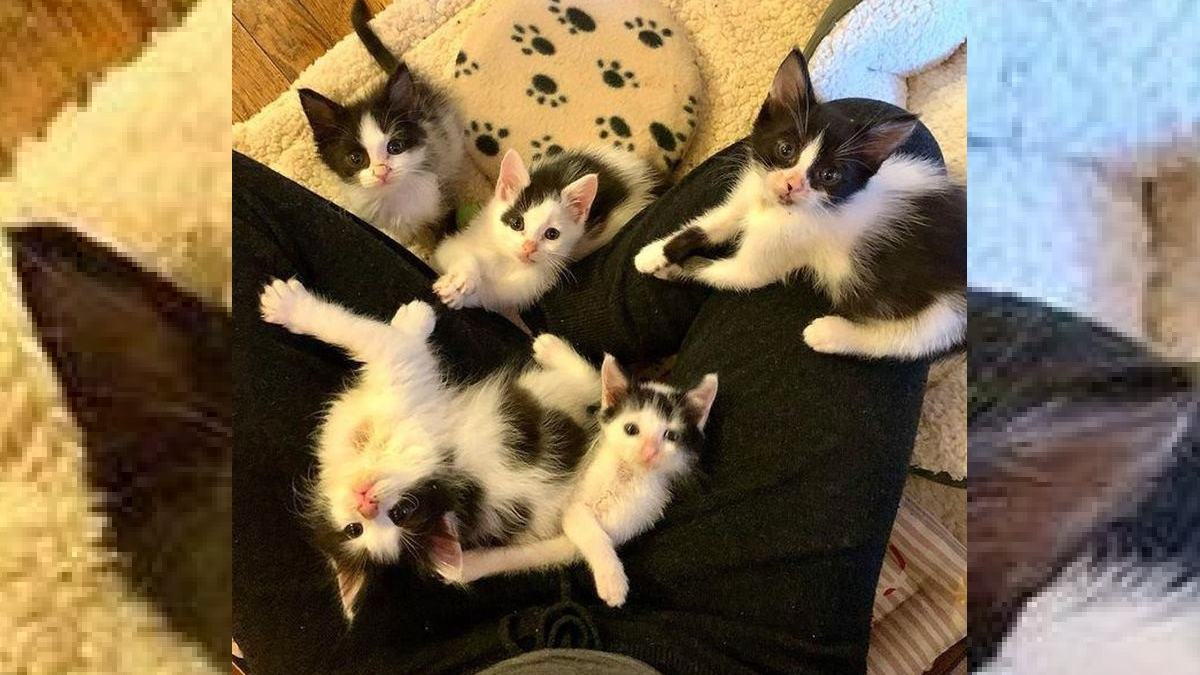 Illustration : "5 chatons orphelins recueillis prêts à donner une tonne d'amour"