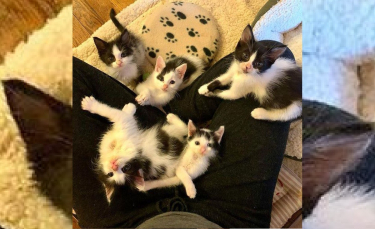 Illustration : "5 chatons orphelins recueillis prêts à donner une tonne d'amour"