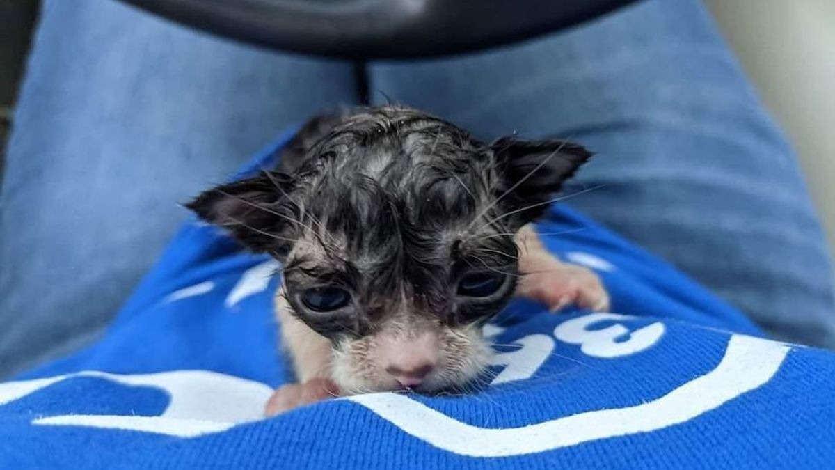 Illustration : "Un chaton de 2 semaines découvert seul sous une pluie battante essaye de s'accrocher à la vie"