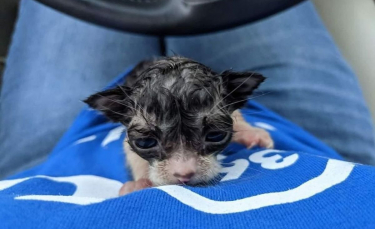 Illustration : "Un chaton de 2 semaines découvert seul sous une pluie battante essaye de s'accrocher à la vie"