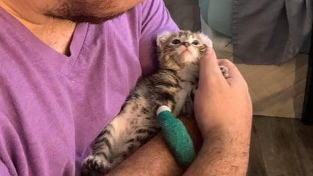 Illustration : "Un chaton polydactyle né avec une patte tordue est heureux de courir pour la première fois grâce à l'aide apportée par des bénévoles"