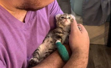 Illustration : "Un chaton polydactyle né avec une patte tordue est heureux de courir pour la première fois grâce à l'aide apportée par des bénévoles"