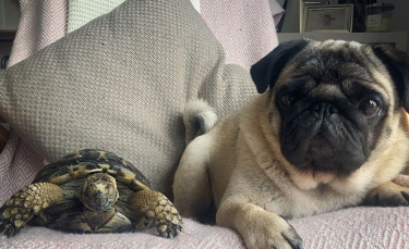 Illustration : "Un couple trouve une tortue dans son jardin qui devient la meilleure amie de son chien"