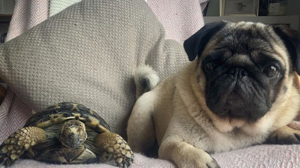 Illustration : Un couple trouve une tortue dans son jardin qui devient la meilleure amie de son chien