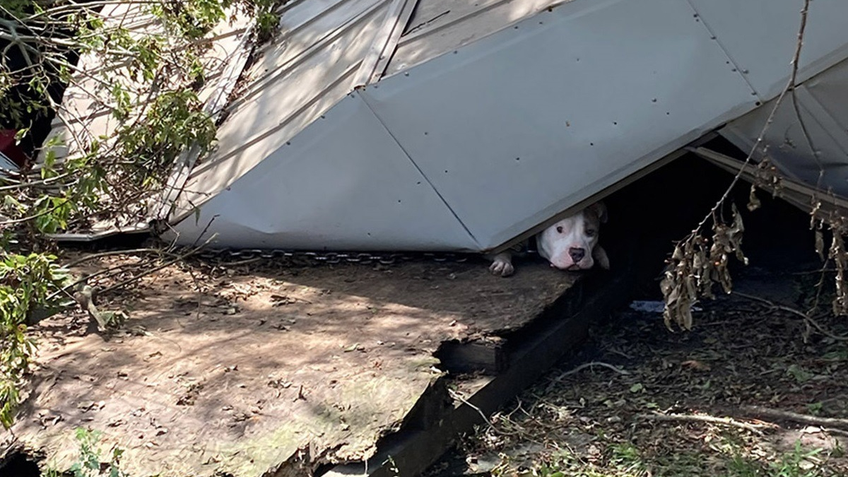 Illustration : "Une équipe de secours déploie tous ses efforts pour libérer un chien coincé sous un hangar effondré à la suite d'un ouragan"