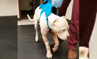 Illustration : "Un chien tombé d'un viaduc réapprend à marcher avec courage"