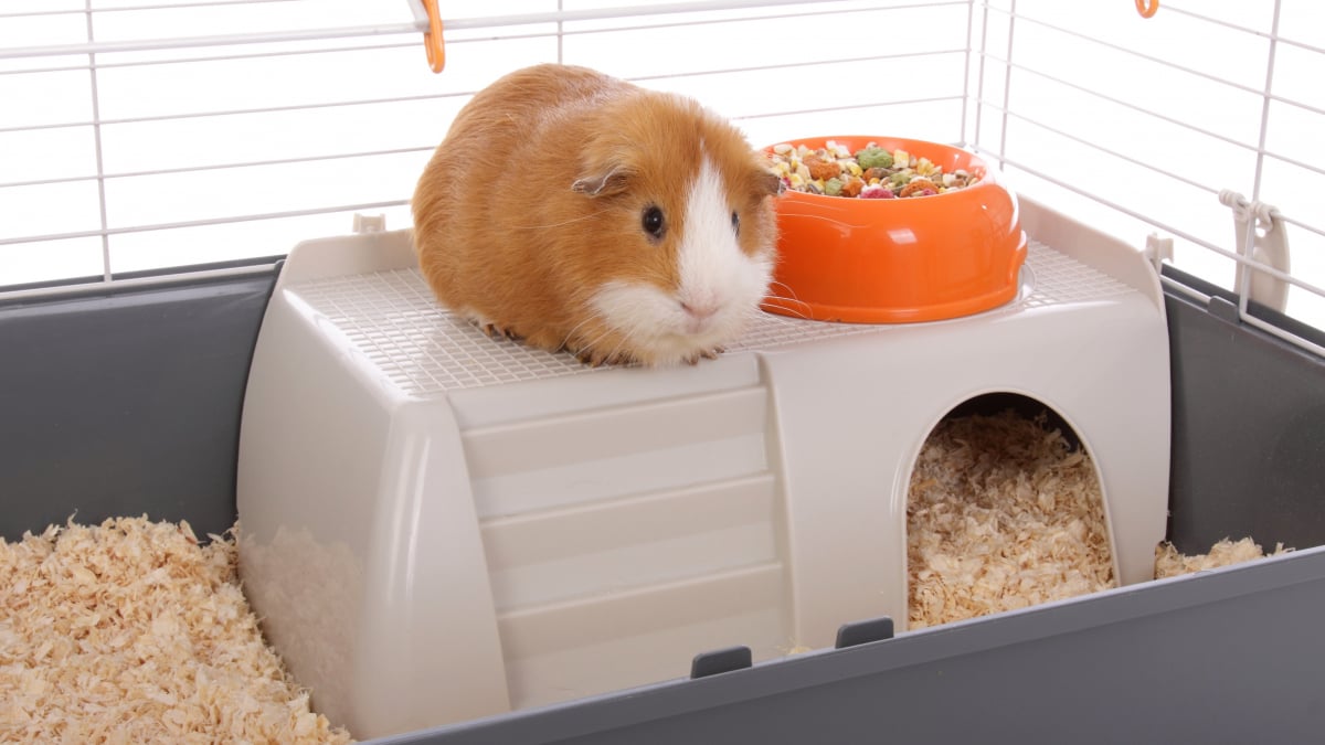 Illustration : "Choisir l'emplacement de la cage du cochon d'Inde"