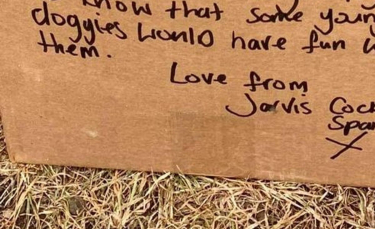 Illustration : "Une promeneuse de chiens tombe sur un carton rempli de balles de tennis, avec un message qui l’émeut aux larmes"
