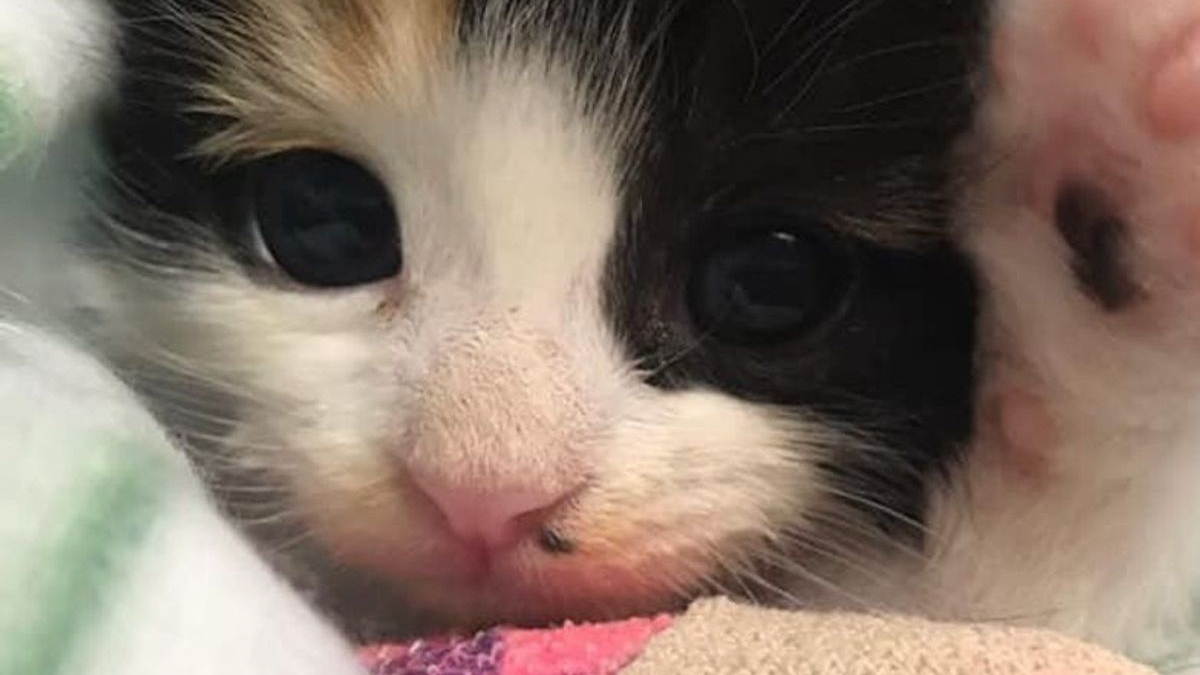 Illustration : "Retrouvé seul dans une pépinière, ce chaton avec une patte blessée est déterminé à se remettre sur pied"