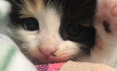 Illustration : "Retrouvé seul dans une pépinière, ce chaton avec une patte blessée est déterminé à se remettre sur pied"