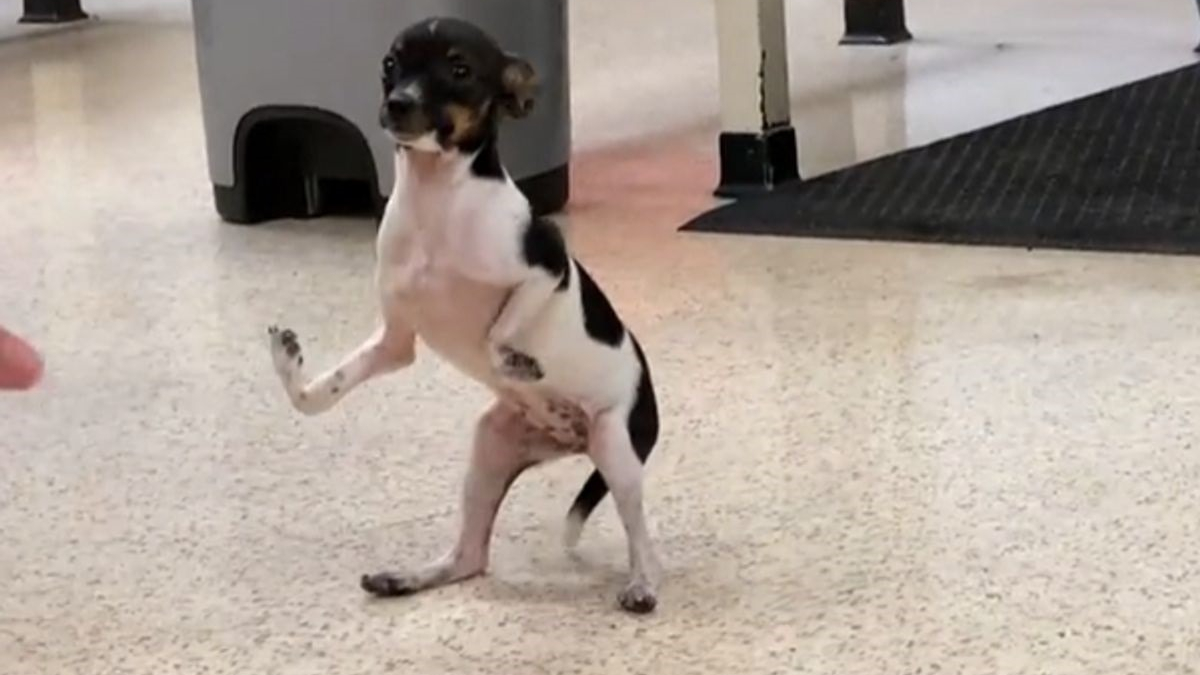 Illustration : "Souffrant d'une déformation des pattes avant, un chiot subit une opération chirurgicale délicate et apprend à marcher"