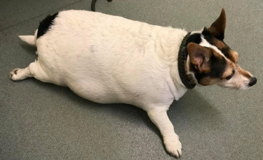 Illustration : "Un chien ressemblant à « un ballon sur pattes » reçoit l'aide d'une association pour vaincre l'obésité qui menace sa santé"
