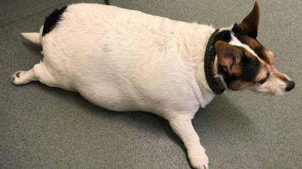 Illustration : Un chien ressemblant à « un ballon sur pattes » reçoit l'aide d'une association pour vaincre l'obésité qui menace sa santé