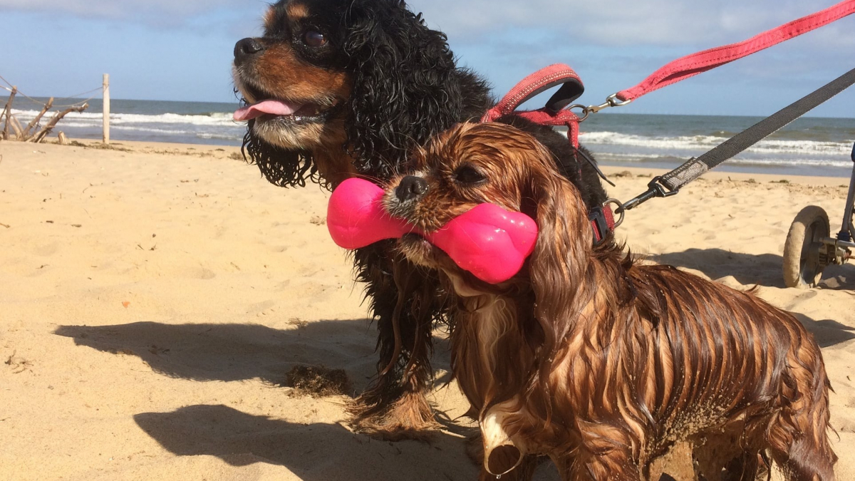 Illustration : "2 Cavaliers King Charles Spaniel deviennent les héros d'un Lévrier et de ses compagnons en détresse piégés par la marée"