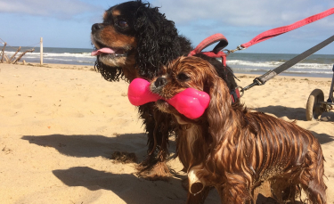 Illustration : "2 Cavaliers King Charles Spaniel deviennent les héros d'un Lévrier et de ses compagnons en détresse piégés par la marée"