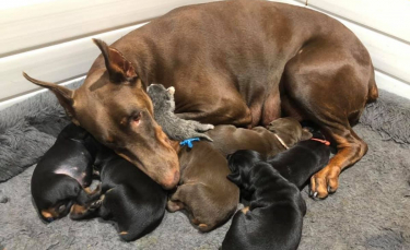 Illustration : "En adoptant un chaton nouveau-né, une femelle Dobermann prouve que l'amour d'une mère ne connaît aucune limite (vidéo)"