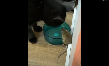 Illustration : "Un homme surpris de découvrir que la meilleure amie de son chat n'est autre que la souris qu'il est censé attraper ! (Vidéo)"