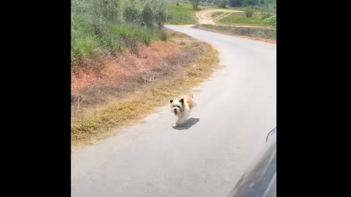 Illustration : "Une petite chienne perdue au milieu de nulle part poursuit une voiture dans l'espoir d'être sauvée (vidéo)"