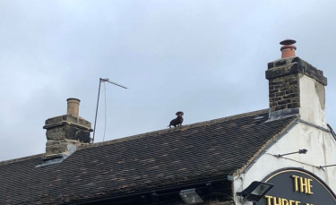 Illustration : "Les Britanniques captivés par le buzz d'une photo avec la présence d'un Teckel sur le toit d'un pub"