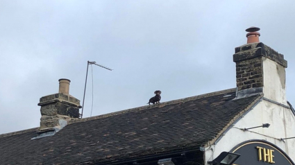 Illustration : Les Britanniques captivés par le buzz d'une photo avec la présence d'un Teckel sur le toit d'un pub