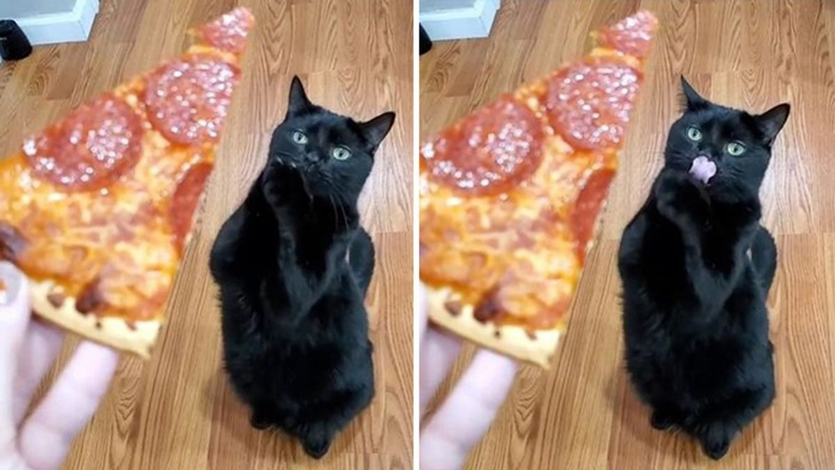 Illustration : "13 photos d'un chat auquel il est impossible de dire