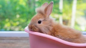 Illustration : "Nettoyer son lapin"