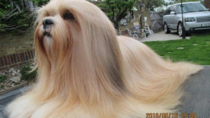 Illustration : 14 chiens à la fourrure sublime que vous ne vous lasserez pas de câliner