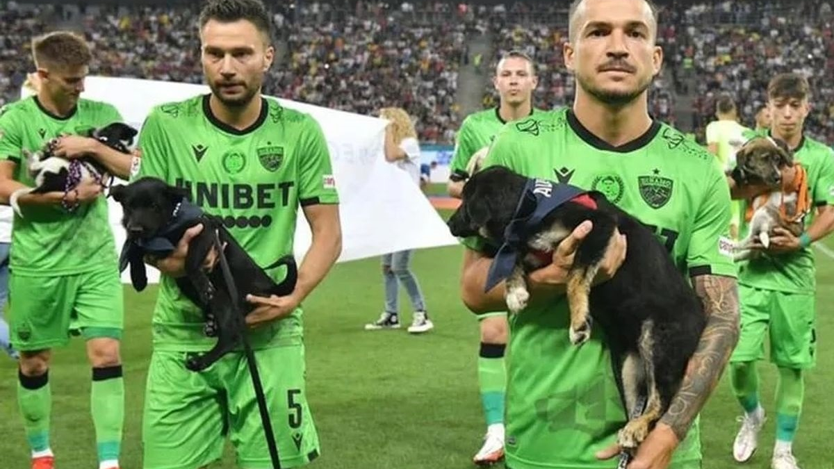 Illustration : "Pour promouvoir l'adoption, la fédération roumaine de football incite les joueurs à entrer sur le terrain avec des chiens errants"
