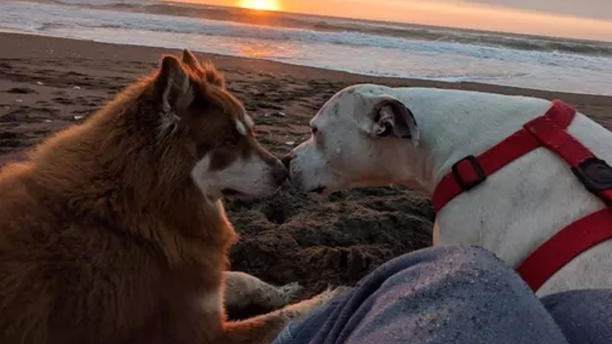 Illustration : "19 photos de chiens profitant pleinement du soleil et du sable chaud"