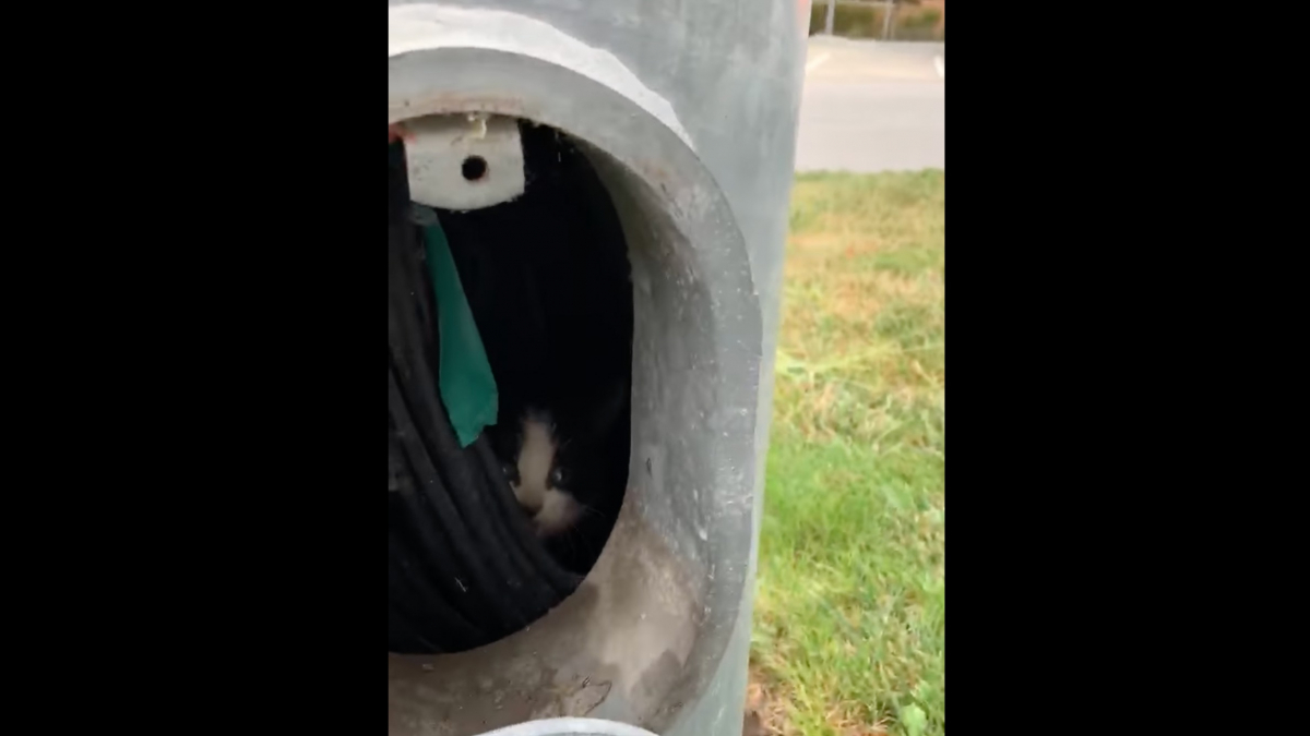 Illustration : "Le sauvetage inhabituel d'un chaton piégé à l'intérieur d'un lampadaire ! (Vidéo)"