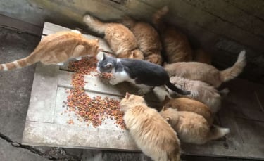Illustration : "En achetant une vieille ferme, un couple découvre 15 chats. Sa réaction est admirable ! (Vidéo)"