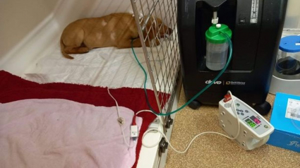 Illustration : Un jeune chien passe 3 jours en soins intensifs après avoir joué avec un bâton dans son jardin