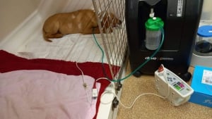 Illustration : Un jeune chien passe 3 jours en soins intensifs après avoir joué avec un bâton dans son jardin