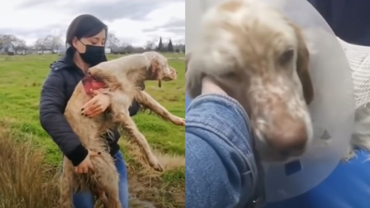 Illustration : "Des sauveteurs trouvent un chien de chasse gravement blessé et abandonné dans un champ (vidéo)"