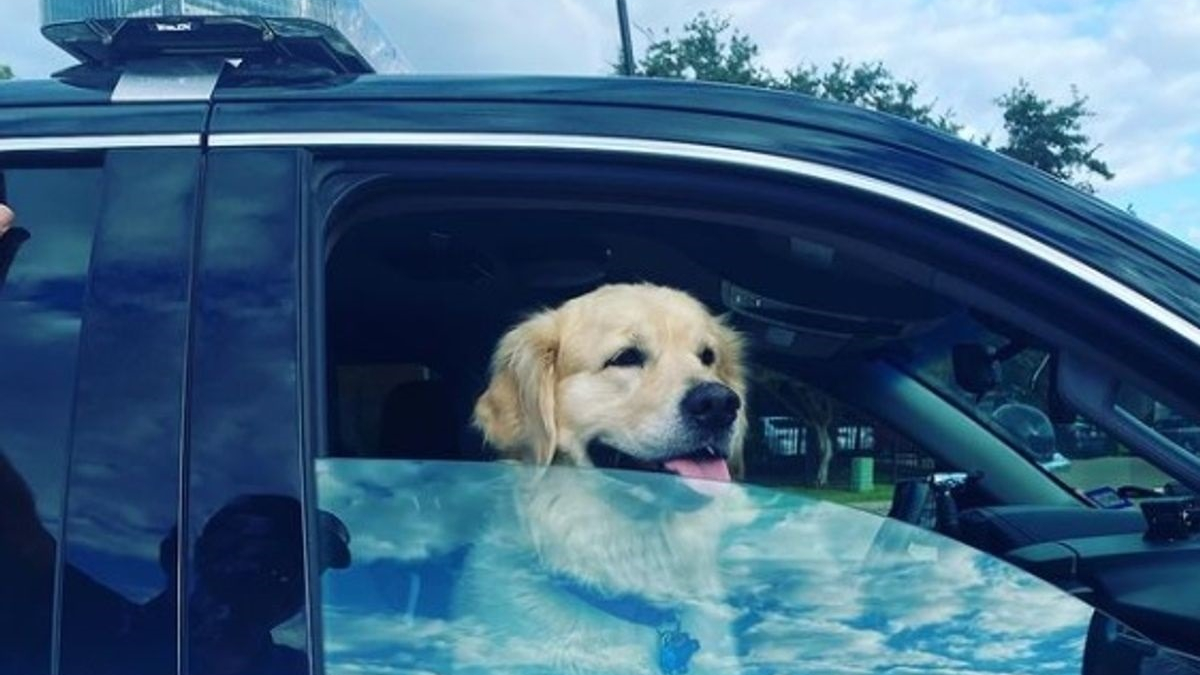 Illustration : "Une femme retrouve son chien après le vol d'une voiture dans laquelle il se trouvait"