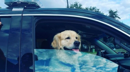 Illustration : Une femme retrouve son chien après le vol d'une voiture dans laquelle il se trouvait