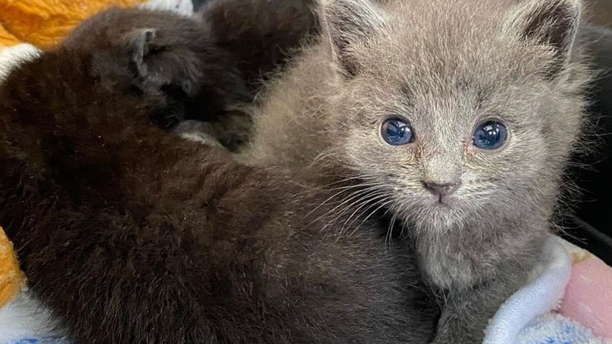 Illustration : "Un chaton recueilli et soigné par une association comble de câlins les autres orphelins"