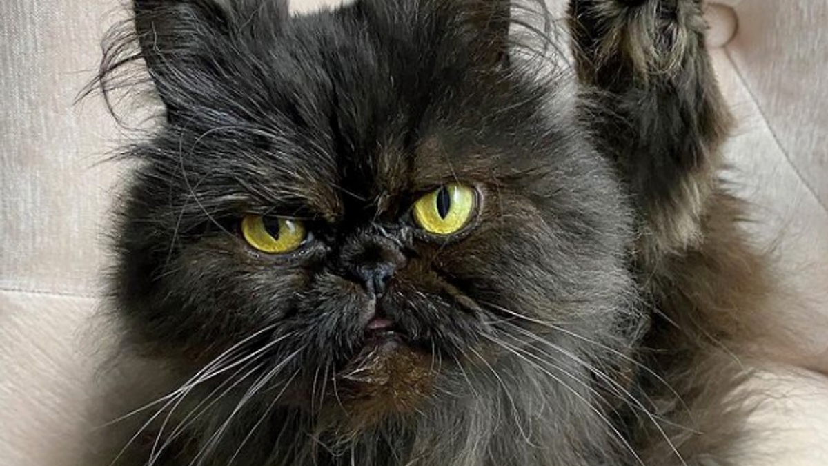 Illustration : "Ces 13 chats ont hérité du visage grincheux de Grumpy Cat !"
