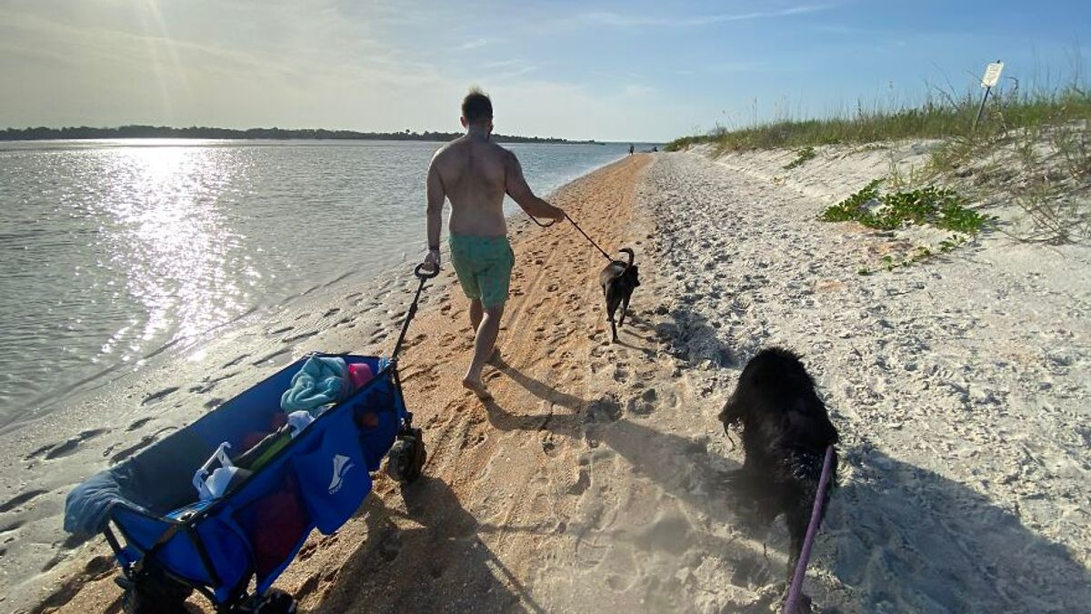Illustration : "20 photos documentant la merveilleuse journée à la plage de 2 chiens adoptés par un couple"