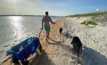 Illustration : "20 photos documentant la merveilleuse journée à la plage de 2 chiens adoptés par un couple"