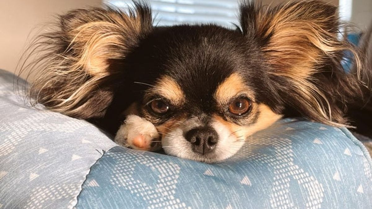 Illustration : "20 photos de Chihuahuas pour lesquels chaque jour est synonyme de dolce vita"
