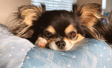 Illustration : "20 photos de Chihuahuas pour lesquels chaque jour est synonyme de dolce vita"