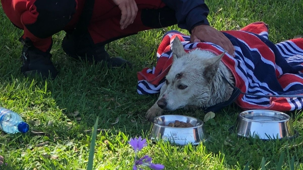 Illustration : "Une équipe de secours et des passants se mobilisent pour sauver un chien épuisé nageant à proximité d'un barrage"