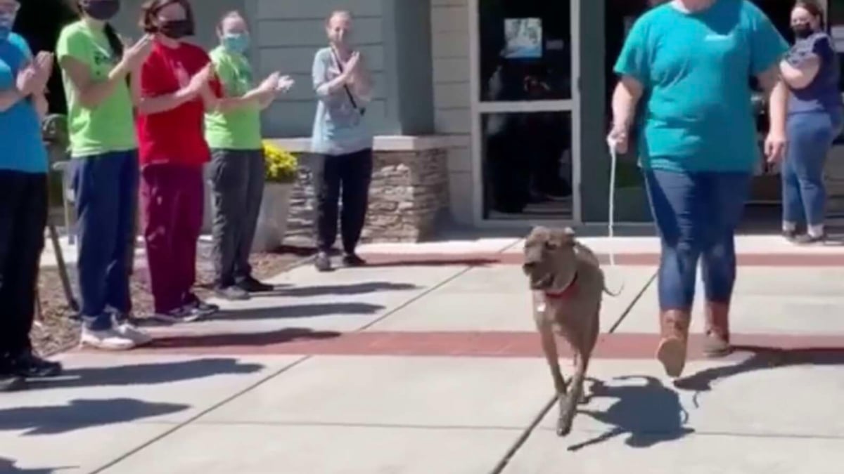 Illustration : "Le chien le plus ancien d'un refuge reçoit une ovation lorsqu'il part pour rejoindre sa nouvelle famille (vidéo)"