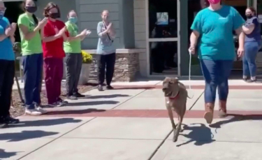 Illustration : "Le chien le plus ancien d'un refuge reçoit une ovation lorsqu'il part pour rejoindre sa nouvelle famille (vidéo)"