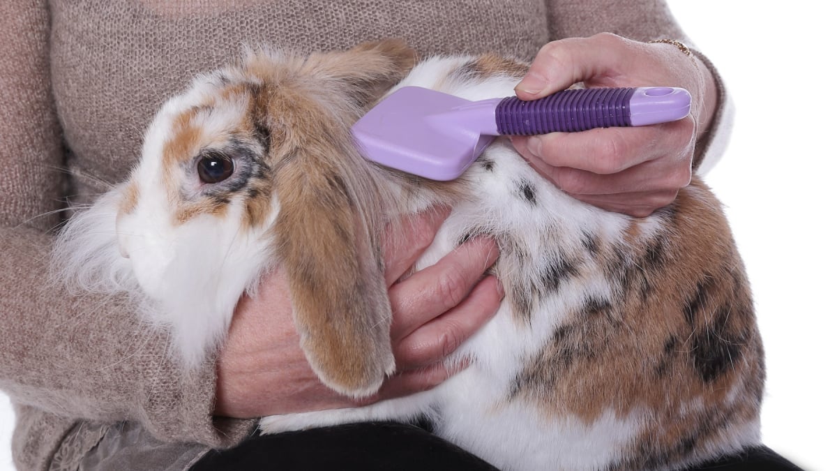 Illustration : "Comment brosser son lapin ?"