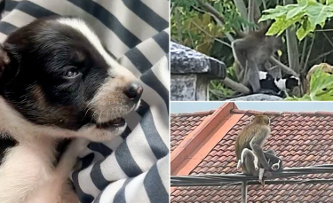 Illustration : "Un singe kidnappe et prend en otage un chiot pendant 3 jours, des habitants tentent de le secourir (vidéo)"