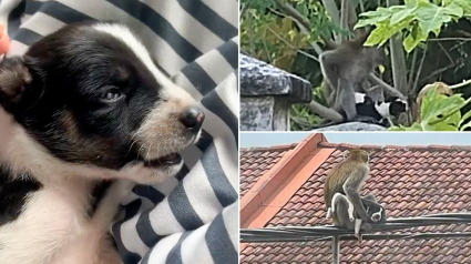 Illustration : Un singe kidnappe et prend en otage un chiot pendant 3 jours, des habitants tentent de le secourir (vidéo)