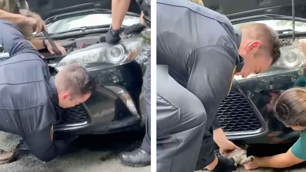 Illustration : "Des policiers conquièrent le coeur des internautes en sauvant un chaton en détresse piégé dans le moteur d'une voiture (vidéo)"
